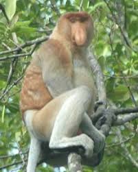 http://ayieksh04.wordpress.com/2007/07/25/habitat-bekantan-nasalis-larvatus-yang-terancam/