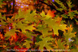 Fall Season