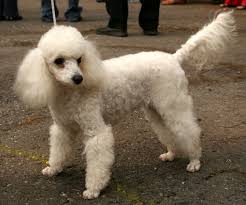 http://forum.quoteland.com/eve/forums/a/tpc/f/4511947895/m/3001029251 anjing pudel serem