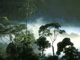 http://roedjakpetis.wordpress.com/2009/04/17/hutan-indonesia-sedekah-buat-negara-maju/